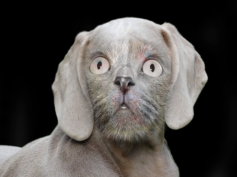 TOUT CONNECTE même pour les chiens et les chats btlv.fr  1