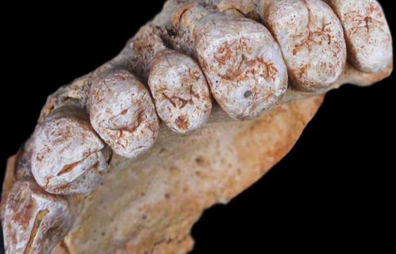 article fossile trouvé en Israël homme btlv.fr