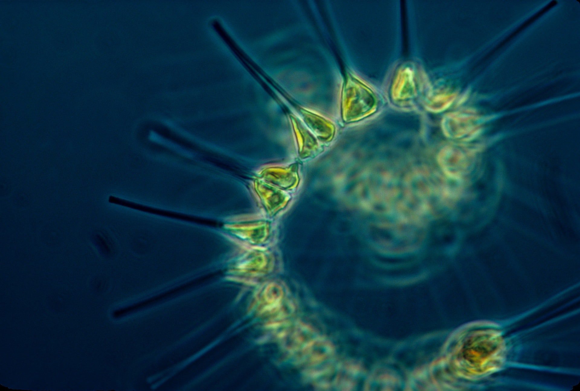 phytoplankton 1348508 1920