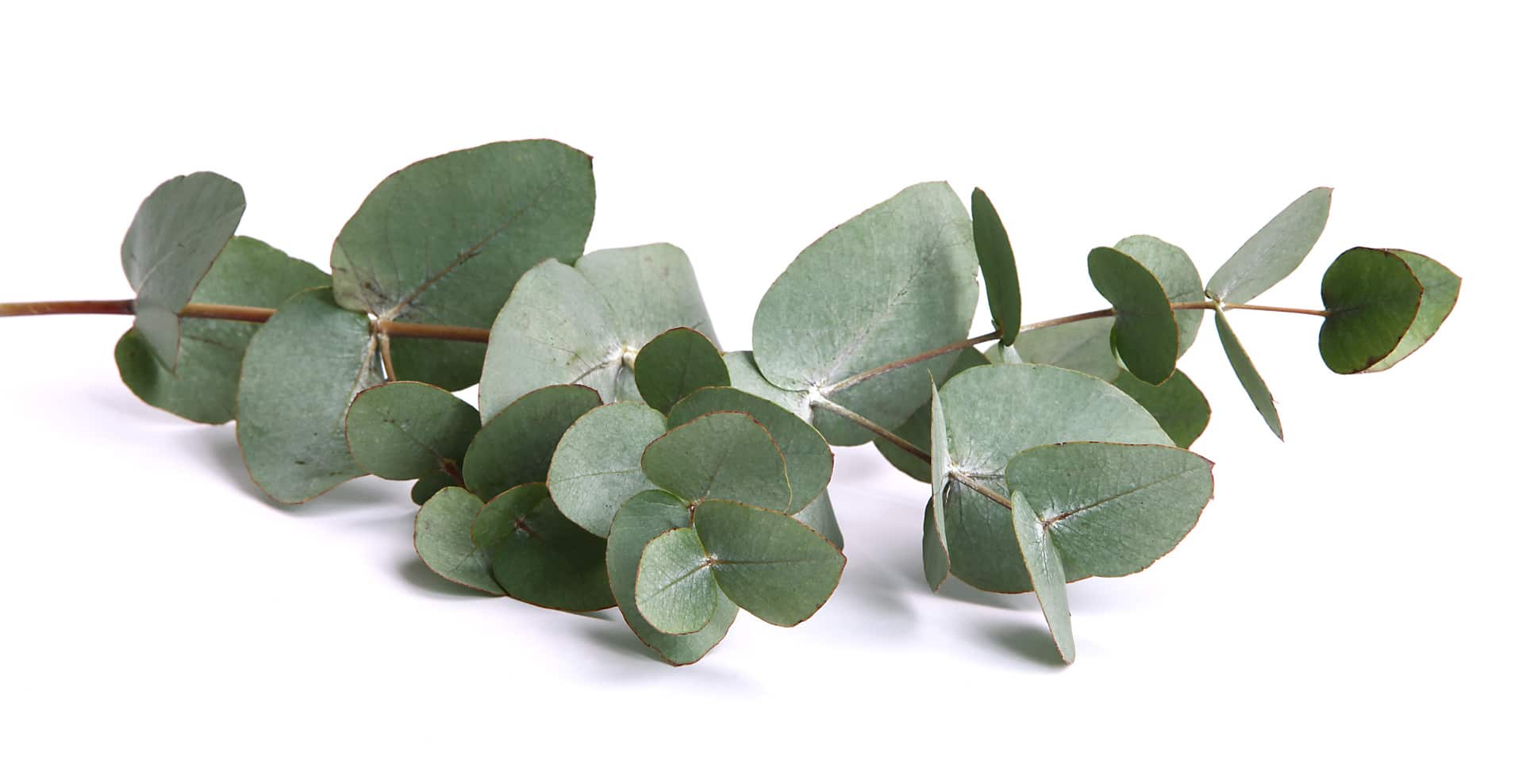 médecine douce à la ferme btlv.fr