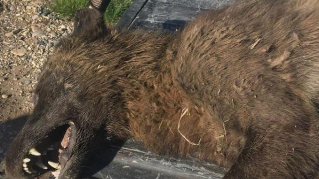 créature inconnue btlv.fr