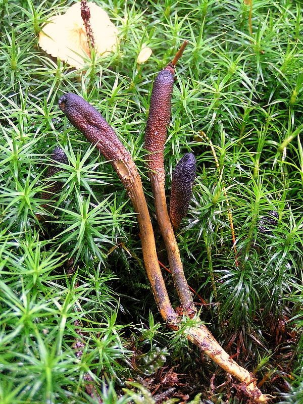 Cordyceps ophioglossoides 02