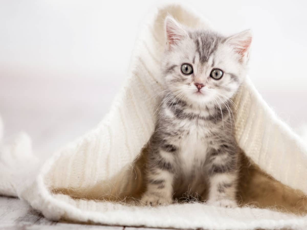 AdobeStock 186457827 e1561126605375