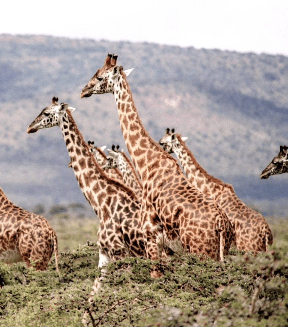 capture decran 2021 01 12 a 16.43.12