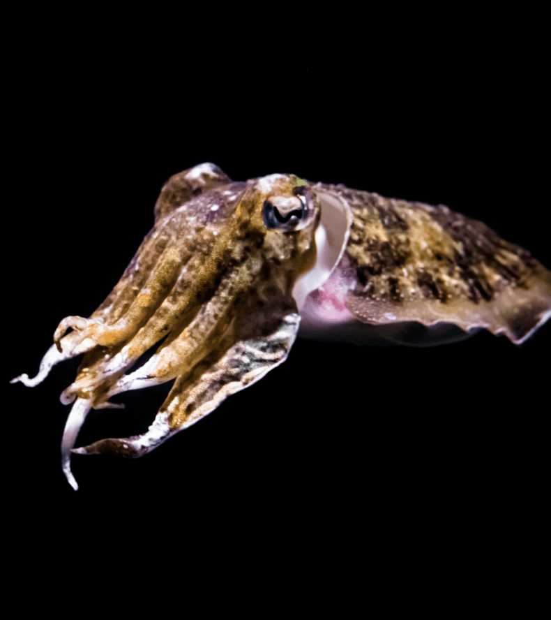 (SCIENCE) Une seiche a réussi un test cognitif conçu pour les enfants