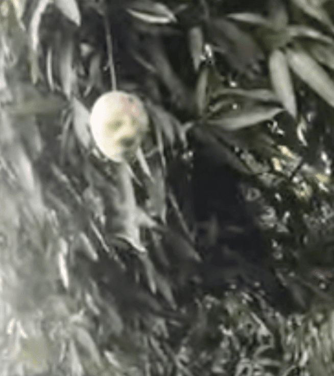 (INSOLITE) Une mangue avec un « visage humain » provoque l’agitation au Kenya  (VIDEO)