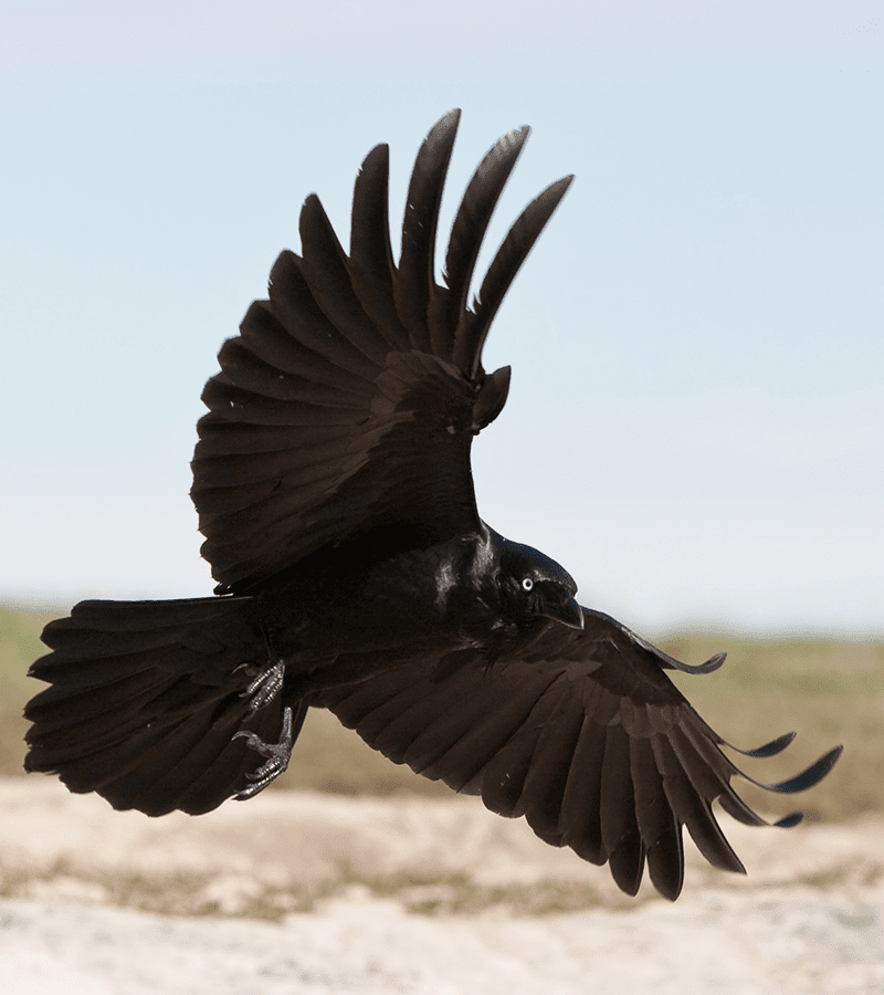 (INSOLITE) En Australie, une guerre a éclaté entre des oiseaux et des drones de livraison