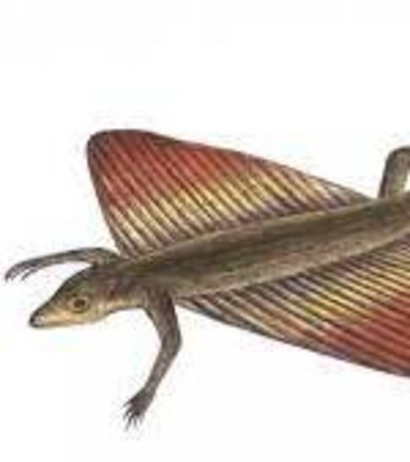 (ARCHÉOLOGIE) Un “dragon volant” découvert en Amérique du Sud