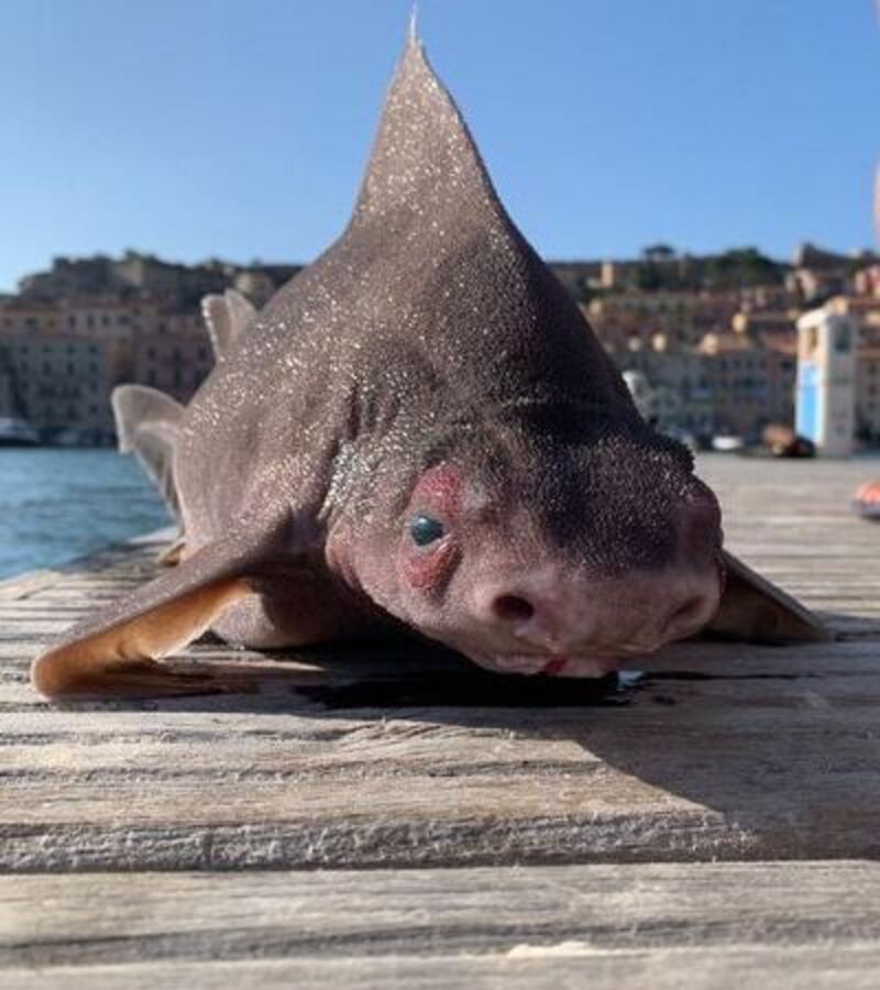 (INSOLITE) Un marin pêche un requin avec une tête de cochon