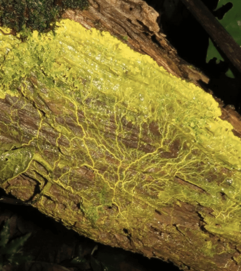 Offrez un blob pour Noël !