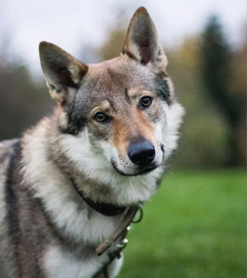 PE T ECHEC HOME PAGE (6)